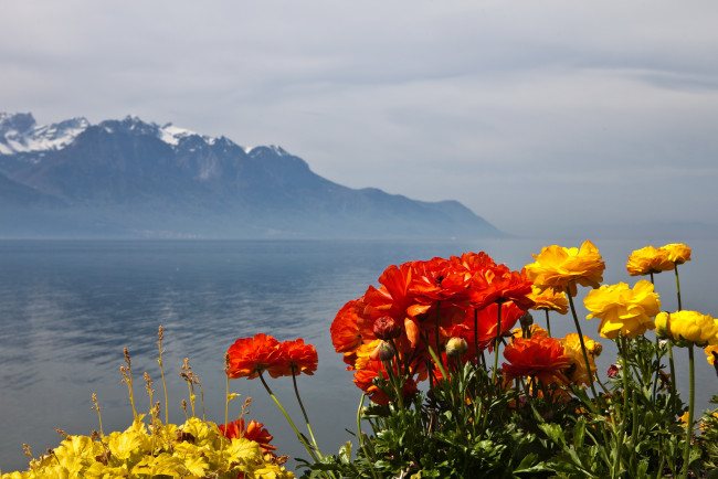 Обои картинки фото montreux, switzerland, природа, пейзажи, озеро, цветы, горы