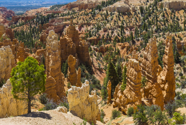 Обои картинки фото bryce, canyon, national, park, utah, природа, горы, деревья