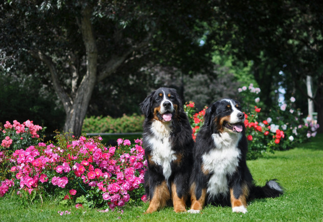 Обои картинки фото животные, собаки, цветы, пара