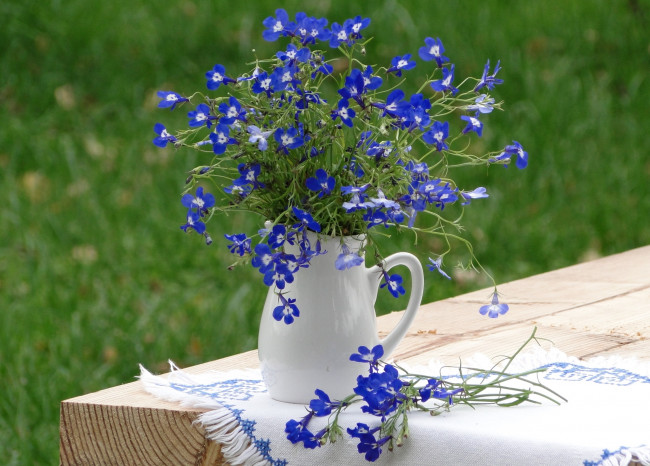 Обои картинки фото цветы, лобелии, синий, букетик