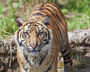 Картинка животные тигры усы морда хищник