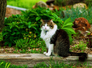 Картинка животные коты лето кошка