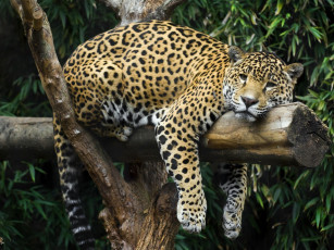 Картинка животные Ягуары бревно кошка отдых расслабон ягуар