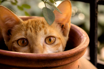 Картинка животные коты кошка горшок выглядывает котенок рыжий ветка