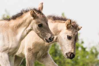 Картинка животные лошади пара малыши жеребята
