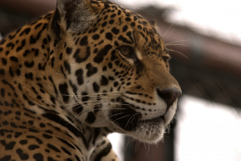 Картинка животные Ягуары профиль морда