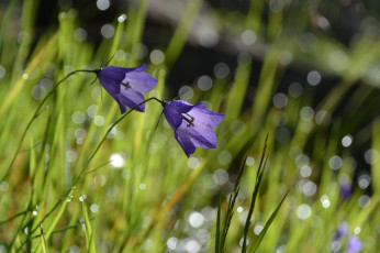 Картинка цветы колокольчики трава макро лето синий