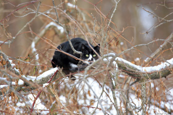 Картинка животные коты кошка ветки зима снег