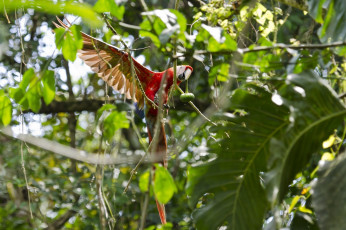 Картинка животные попугаи ветки крылья яркий листья