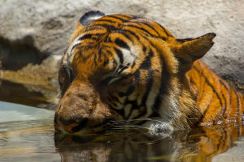 Картинка животные тигры кошка морда водоем купание