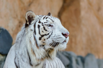 Картинка животные тигры профиль кошка морда белый
