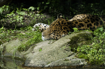 Картинка животные Ягуары камни заросли отдых сон