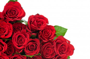 Картинка цветы розы leaves buds red roses flowers листья бутоны красные