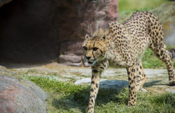Картинка животные гепарды грация кошка
