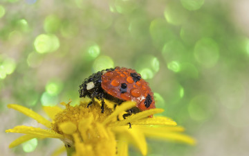 Картинка животные божьи+коровки цветок божья коровка капельки flower ladybug drops