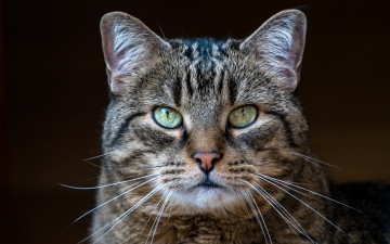 Картинка животные коты кот серый полосатый взгляд портрет фон