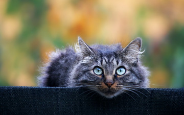 Картинка животные коты кот серый пушистый взгляд фон