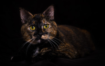 Картинка животные коты кот трехцветный взгляд портрет темный фон