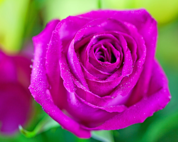 Обои картинки фото цветы, розы, капли, макро, розовый