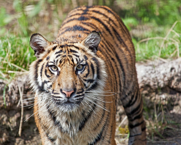 Обои картинки фото животные, тигры, усы, морда, хищник