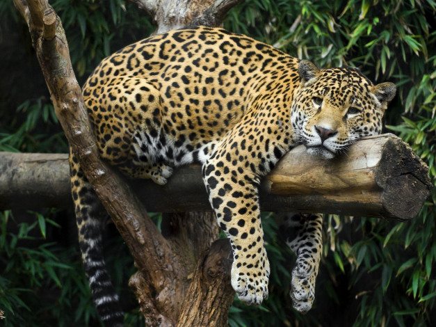Обои картинки фото животные, Ягуары, бревно, кошка, отдых, расслабон, ягуар