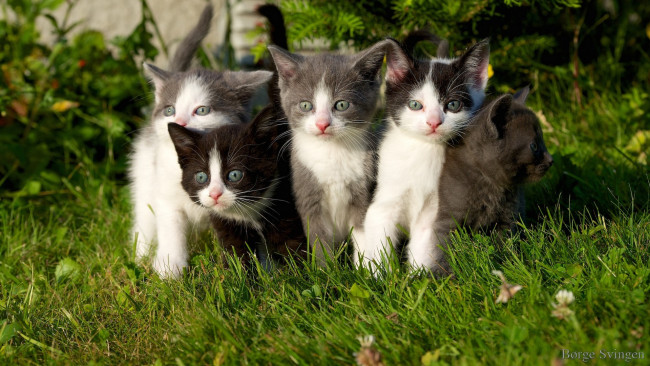 Обои картинки фото животные, коты, травка, котята, grass, kittens