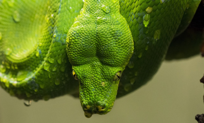 Обои картинки фото животные, змеи,  питоны,  кобры, питон, зеленый, капли, голова, чешуя