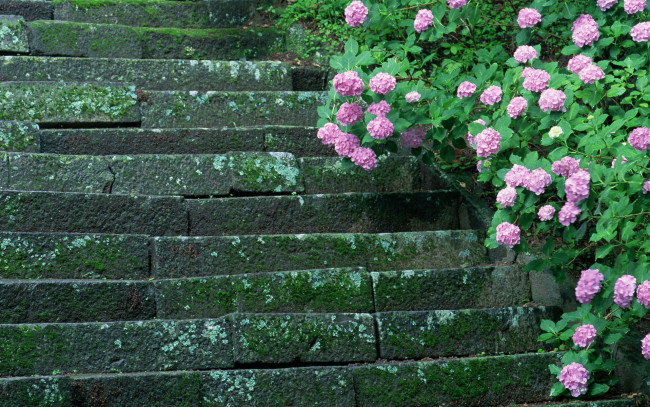 Обои картинки фото цветы, гортензия, мох, ступеньки, лестница, древность, кусты, цветение