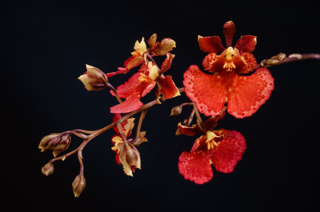 Обои картинки фото цветы, орхидеи, красный, ветка, макро