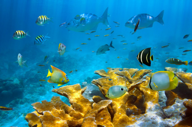 Обои картинки фото животные, рыбы, кораллы, морское, дно, море