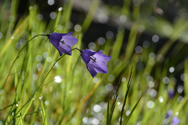 Обои картинки фото цветы, колокольчики, трава, макро, лето, синий