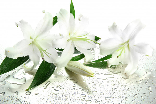 Обои картинки фото цветы, лилии,  лилейники, water, drops, leaves, flowers, вода, капельки, листики, белые, lilies