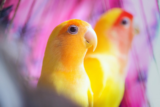 Обои картинки фото животные, попугаи, желтые