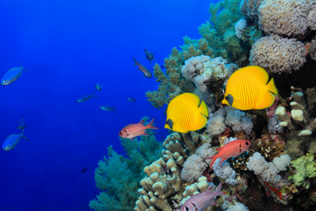 Обои картинки фото животные, рыбы, кораллы, море