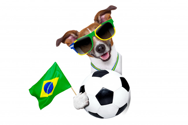 Обои картинки фото животные, собаки, football, 2014, world, cup, fifa, brasil, funny, собака, очки, cool, dog, logo, flag