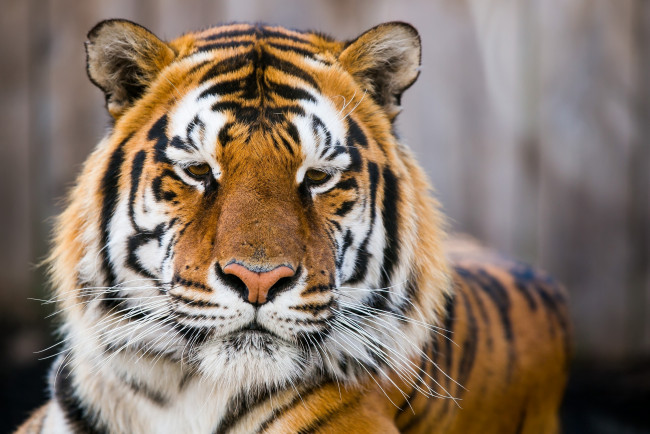 Обои картинки фото животные, тигры, морда, амурский, хищник