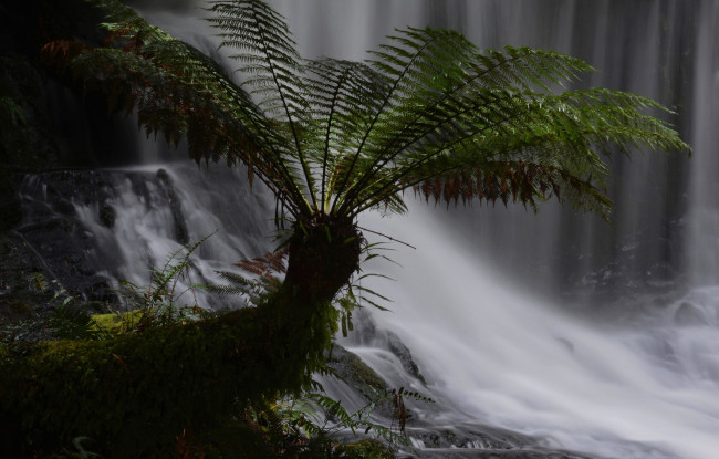 Обои картинки фото природа, водопады, лес, поток, водопад, растение, листья