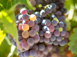 Картинка природа Ягоды +виноград спелый кисть виноград листья