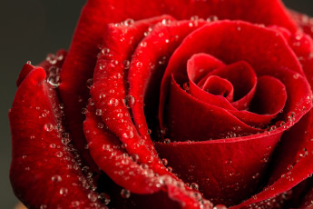 Картинка цветы розы лепестки роза капли бутон