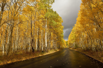 Картинка природа дороги осень березы дорога шоссе листопад