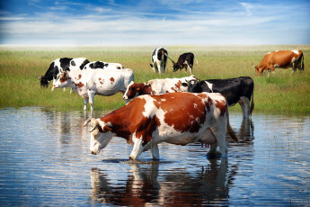 Картинка животные коровы +буйволы водопой трава