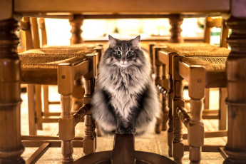 Картинка животные коты стулья