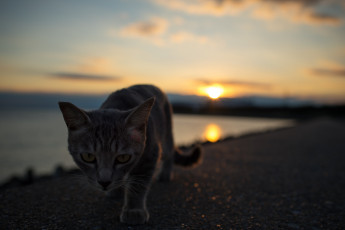 Картинка животные коты закат