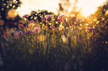 Картинка цветы гвоздики свет трава лето