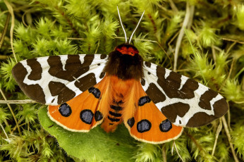 Картинка животные бабочки +мотыльки +моли мотылёк garden tiger great moth