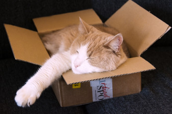 Картинка животные коты коробка