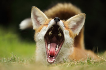 Картинка животные лисы фон лиса пасть