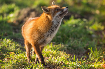 Картинка животные лисы плутовка red fox рыжая лиса