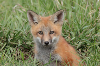 Картинка животные лисы взгляд мордочка лисёнок