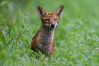 Картинка животные лисы животное шкура опасна окрас лиса
